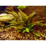 Cryptocoryne axelrodii – Zboží Dáma