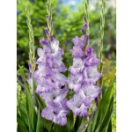 Mečík 'Blue tropic' 5 ks – Hledejceny.cz