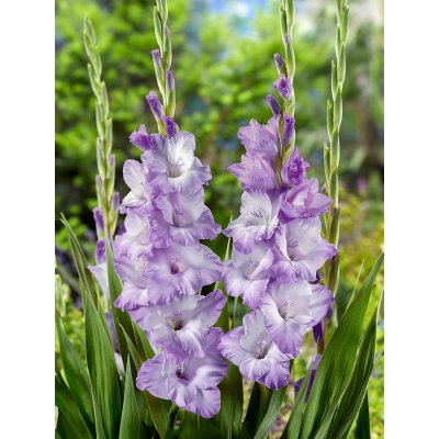 Mečík 'Blue tropic' 5 ks – Hledejceny.cz