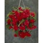 Begónie převislá 'Pendula red' 2 ks – Sleviste.cz