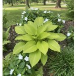 Bohyška 'Sunny Halcyon' 1 ks – Zbozi.Blesk.cz