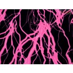 úplet plavkovina neon fuchsiový – Sleviste.cz