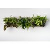 Obraz Ortisgreen Obraz z živých rostlin Hoh! Trio Smart, osázený, šedá