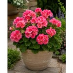 Muškát, pelargonie páskatá klasická 'Strawberry Splash' v květináči – Zboží Dáma
