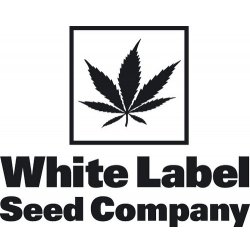 White Label White Haze Automatic semena neobsahují THC 1 ks