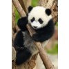 Puzzle DINO Zvířátka Panda 54 dílků
