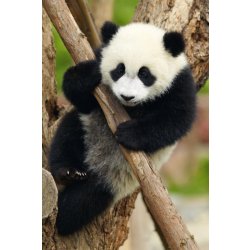DINO Zvířátka Panda 54 dílků
