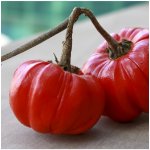 Lilek okrasný Goyo - Solanum melongena - prodej semen - 10 ks – Hledejceny.cz