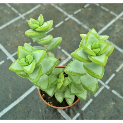 Crassula rupestris – Zboží Mobilmania