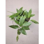 Hoya Carnosa Gracilis – Hledejceny.cz