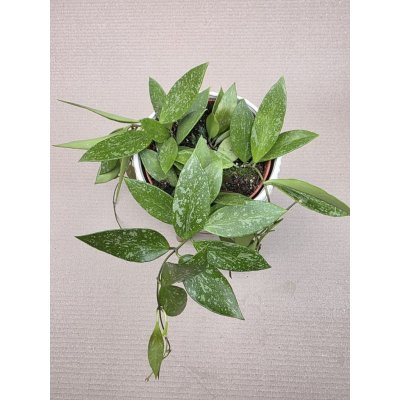 Hoya Carnosa Gracilis – Hledejceny.cz