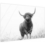 Obraz - Skotská kráva 4, černobílá, jednodílný 100x70 cm – Hledejceny.cz