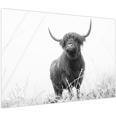 Obraz - Skotská kráva 4, černobílá, jednodílný 100x70 cm – Hledejceny.cz