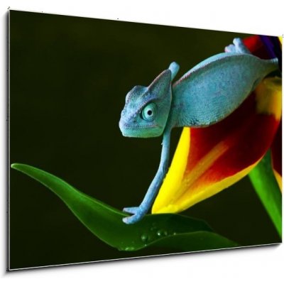 Obraz 1D - 100 x 70 cm - cham leon chameleon lizard cizokrajná věc – Zboží Mobilmania