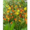 Osivo a semínko Křešina hlíza, Crocosmia, Kiepenkerl, mix barev, 8 ks