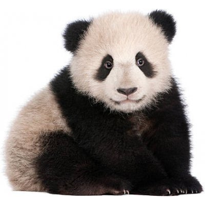 Umělecká fotografie A six month old giant panda on a white background, GlobalP, (40 x 35 cm)