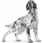 Royal Canin Veterinary Diet Adult Dog Gastrointestinal High Fibre 200 g – Zboží Mobilmania