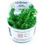 Rotala rotundifolia green – Zboží Dáma