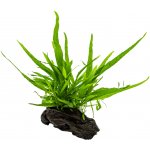 Microsorum pteropus Narrow na nano kořenu – Zboží Mobilmania