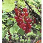 Rybíz červený bio FloraSelf Bio Ribes rubrum 'Rovada' cca 40 cm květináč 3 l – Hledejceny.cz