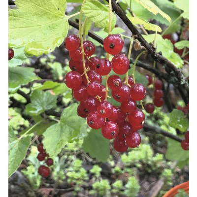 Rybíz červený BIO polokmen FloraSelf Bio Ribes rubrum 'Rovada' cca 140 cm květináč 5 l – Hledejceny.cz