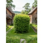 Jilm sibiřský ULPU-1 40-60 cm, QP60 – Zboží Dáma