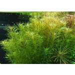 Rotala Boshi - Nanjenshan – Zboží Mobilmania