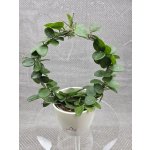 Hoya Mathilde na kruhu – Zboží Dáma