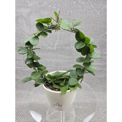 Hoya Mathilde na kruhu – Zboží Dáma