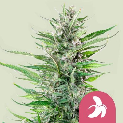 Royal Queen Seeds Fat Banana semena neobsahují THC 5 ks – Zboží Dáma