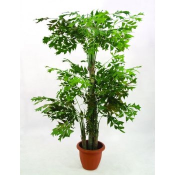 82510960 - Europalms Fishtail 295 cm - 0