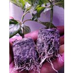 Rašelinové tablety JIFFY – Zboží Dáma