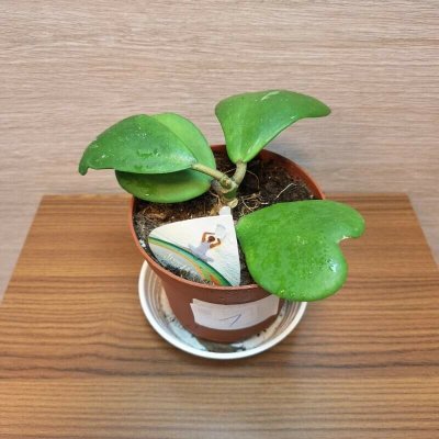 Hoya Kerrii č1 – Zboží Mobilmania