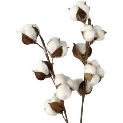 Sušený aranžérský květ bavlník - větvička s 5 hlavičkami – Zboží Mobilmania