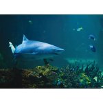 Joola Shark – Zbozi.Blesk.cz