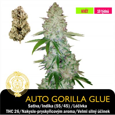 Drskunk Auto Gorilla Glue Feminizováno semena neobsahují THC 1 ks – Zboží Dáma