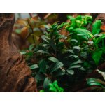 Bucephalandra sp. Needle leaf 7 cm – Zboží Mobilmania