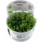 Marsilea hirsuta - Marsilka srstnatá – Hledejceny.cz