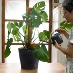 Tuselie Zavlažovací nádoba olla do květináče zapichovací 0,8 l přírodní – Zbozi.Blesk.cz