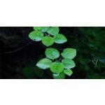 Limnobium laevigatum – Sleviste.cz