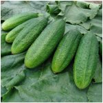 Okurka nakládačka Mira F1 - Cucumis sativus - osivo okurek - 35 ks