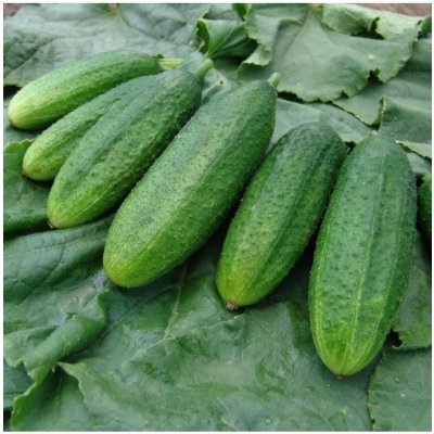 Okurka nakládačka Mira F1 - Cucumis sativus - osivo okurek - 35 ks – Zboží Mobilmania