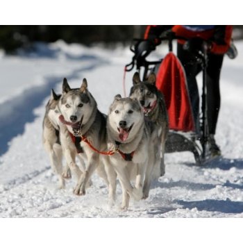 Mushing - jízda se psím spřežením Vysočina