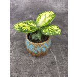 Aglaonema Snow Flake mini – Hledejceny.cz