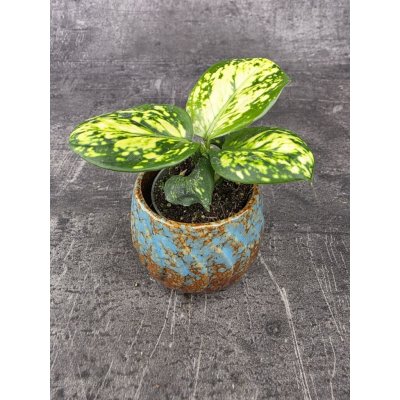 Aglaonema Snow Flake mini – Hledejceny.cz
