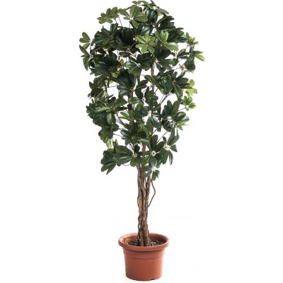 Strom schefflera, 140 cm, HTH