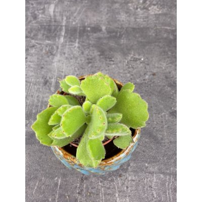 Cotyledon ladysmithiensis mini – Zboží Dáma