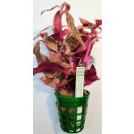 Alternanthera reineckii Red Ruby – Zbozi.Blesk.cz