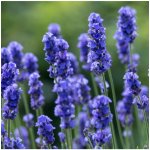 Levandule lékařská Provence Blue - Lavandula angustifolia - semena levandule - 15 ks