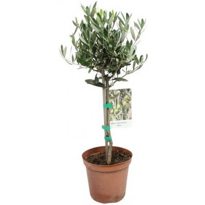 Olivovník evropský (Olea europaea) – Zboží Dáma